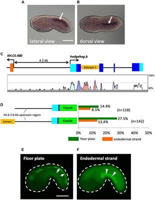 Evolution of Developmental Programs for the Midline Structures in Chordates: Insights From Gene Regulation in the Floor Plate and Hypochord Homologues of Ciona Embryos